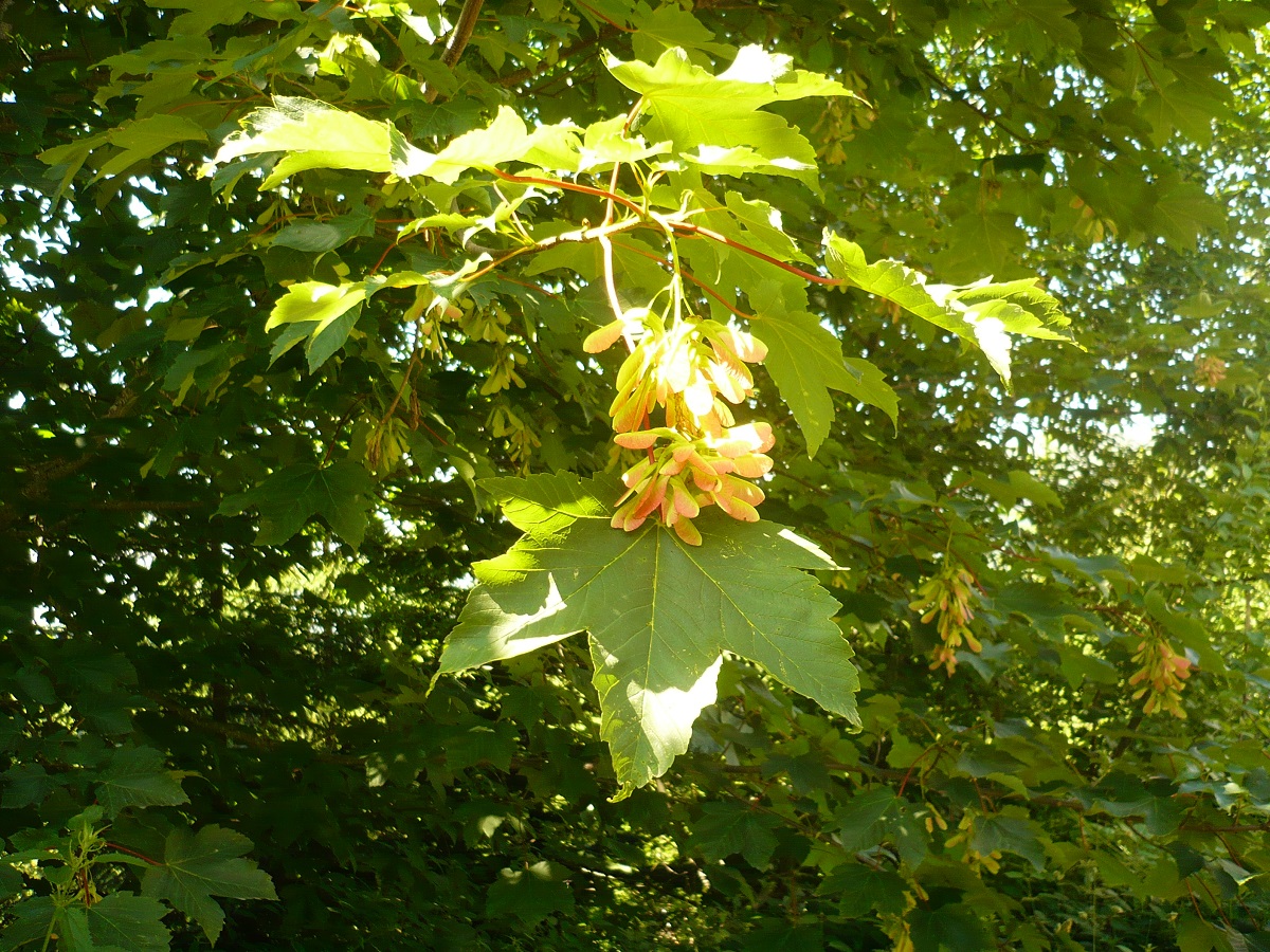 Acer pseudoplatanus (Sapindaceae)